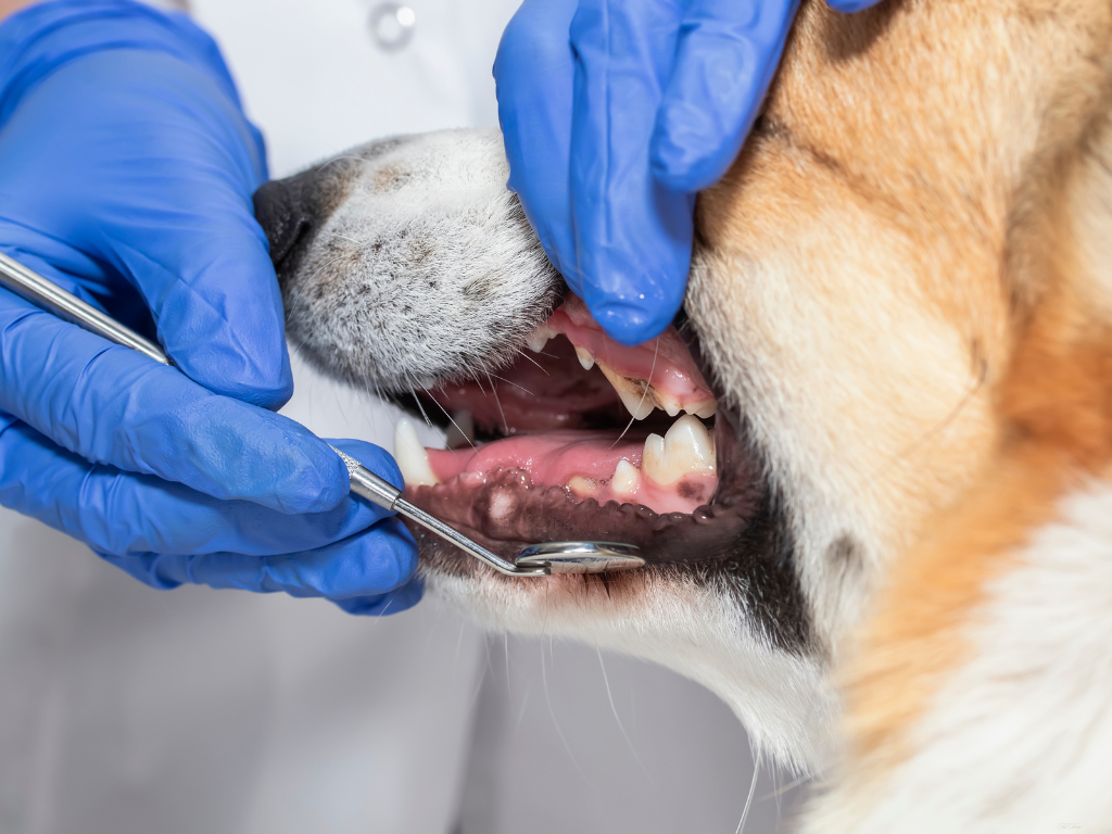 歯の破折の症例