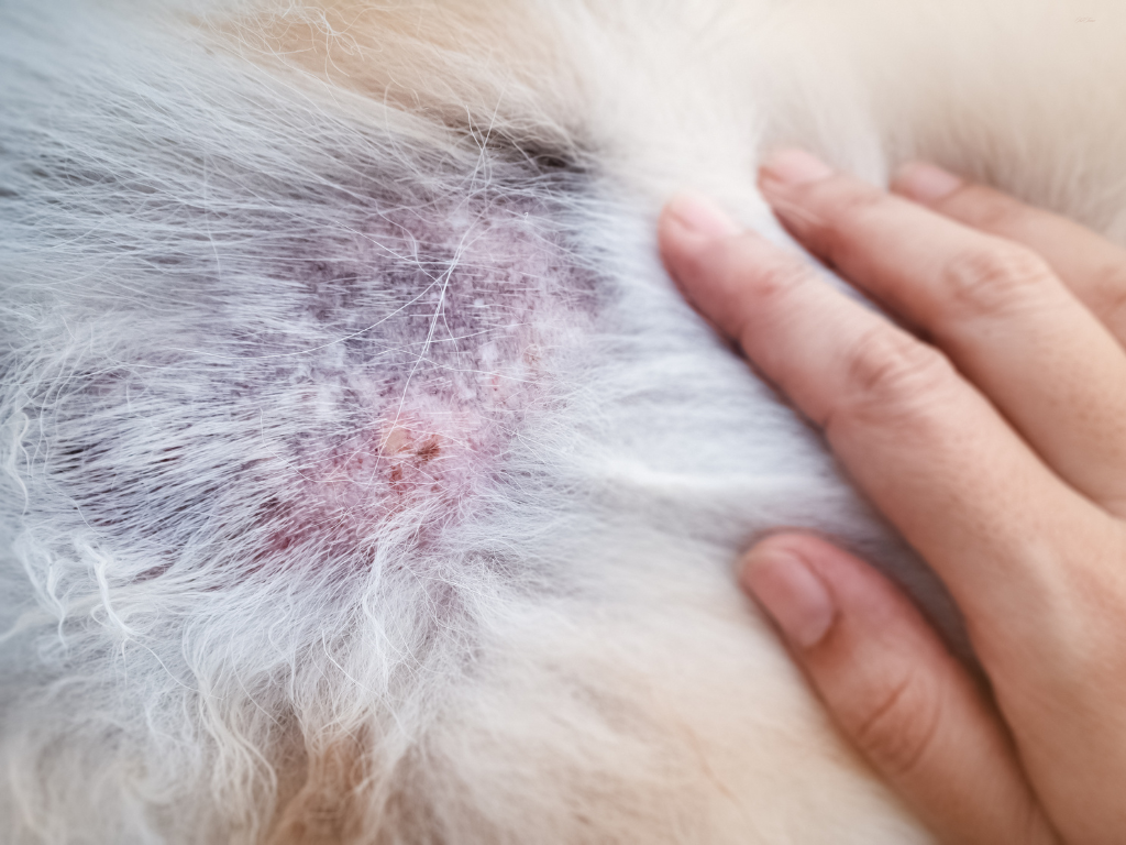 アトピー性皮膚炎の症例