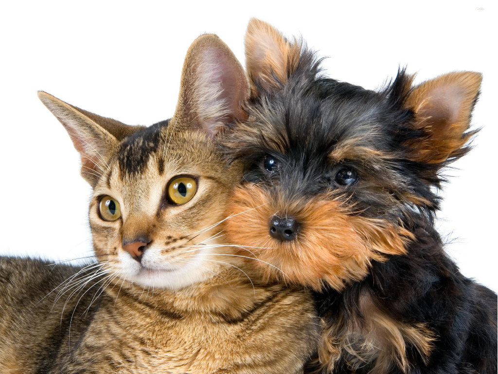 獣医師と猫の診察