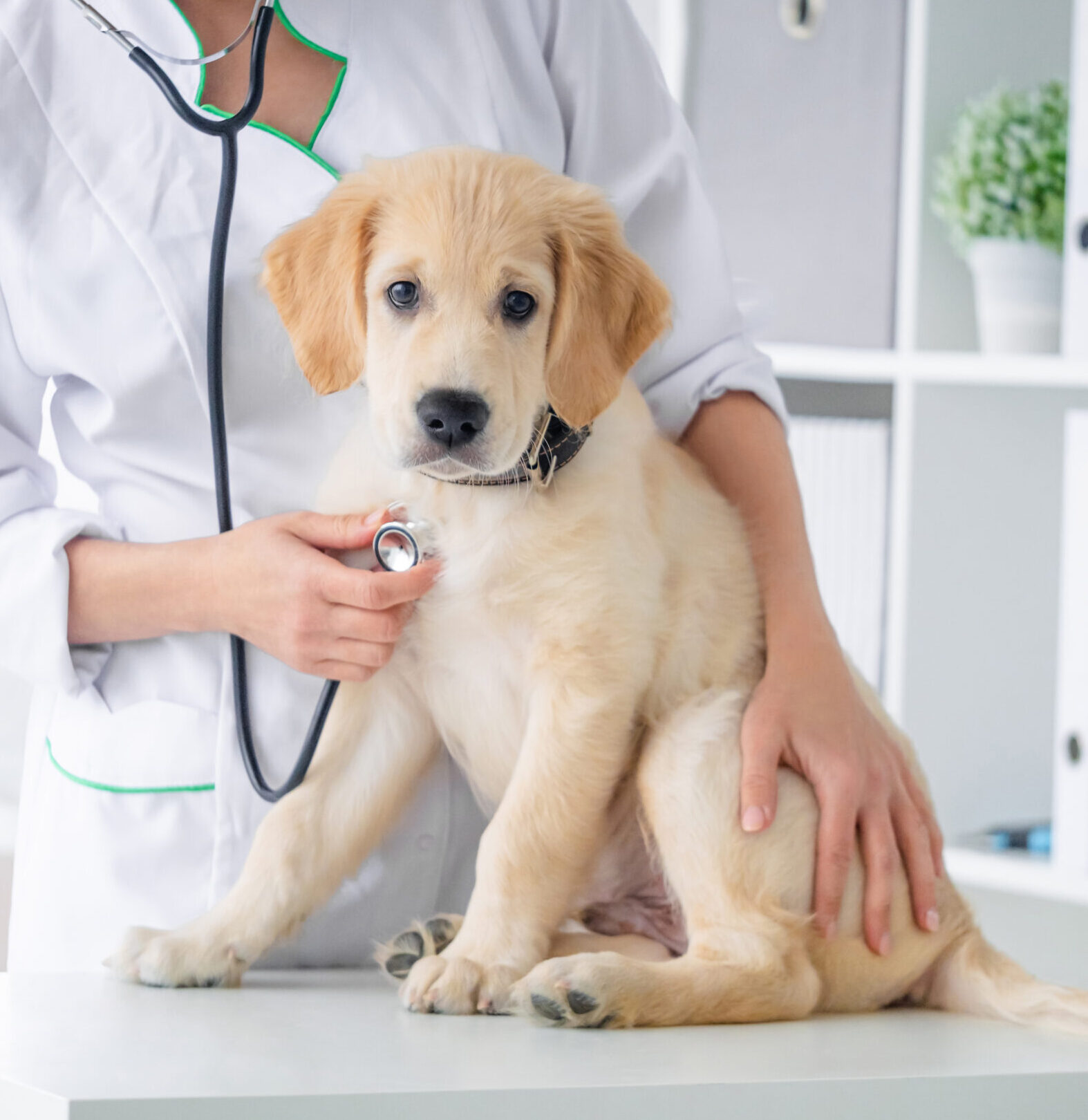 循環器科の診察をする様子