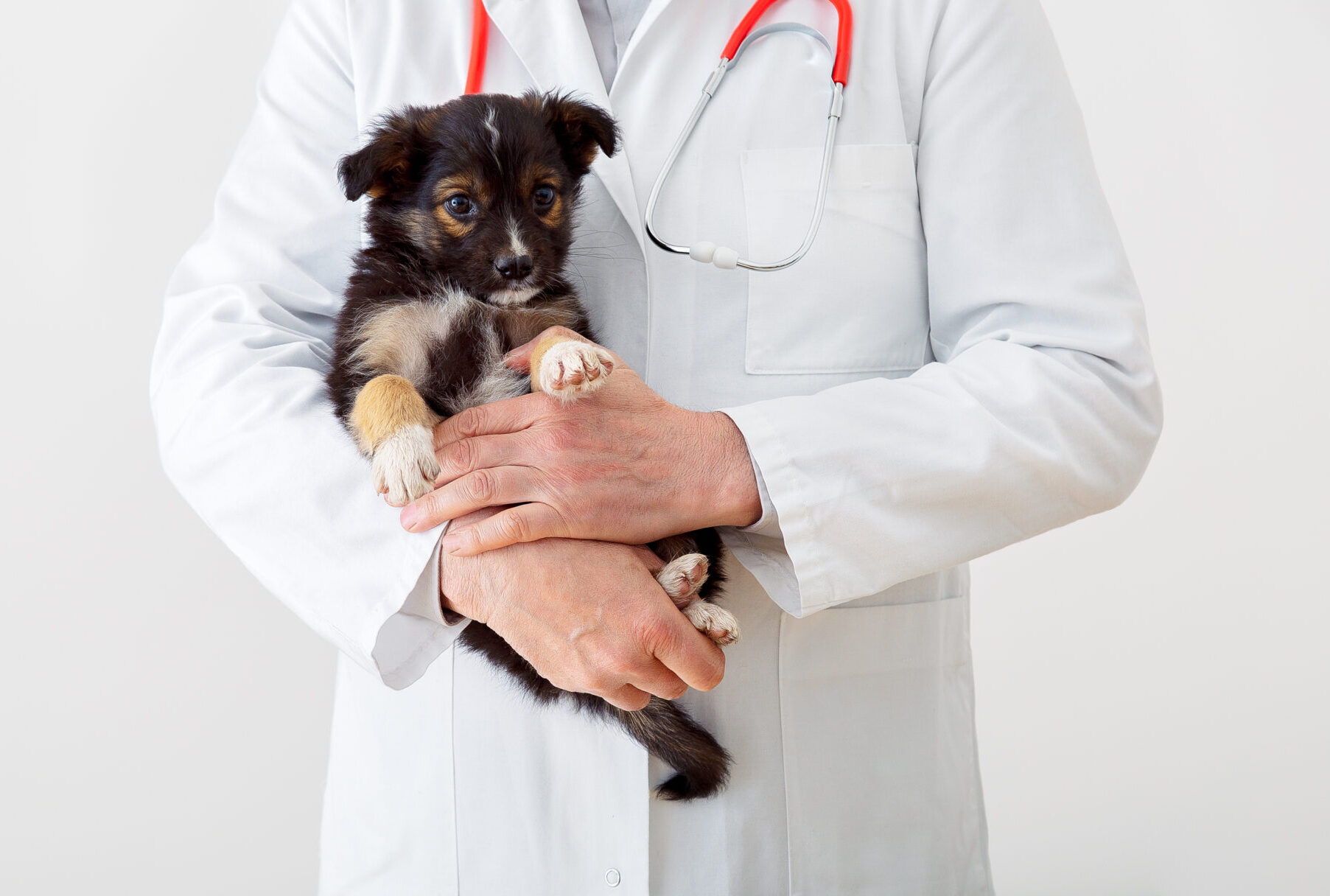 犬の慢性弁膜症の症例