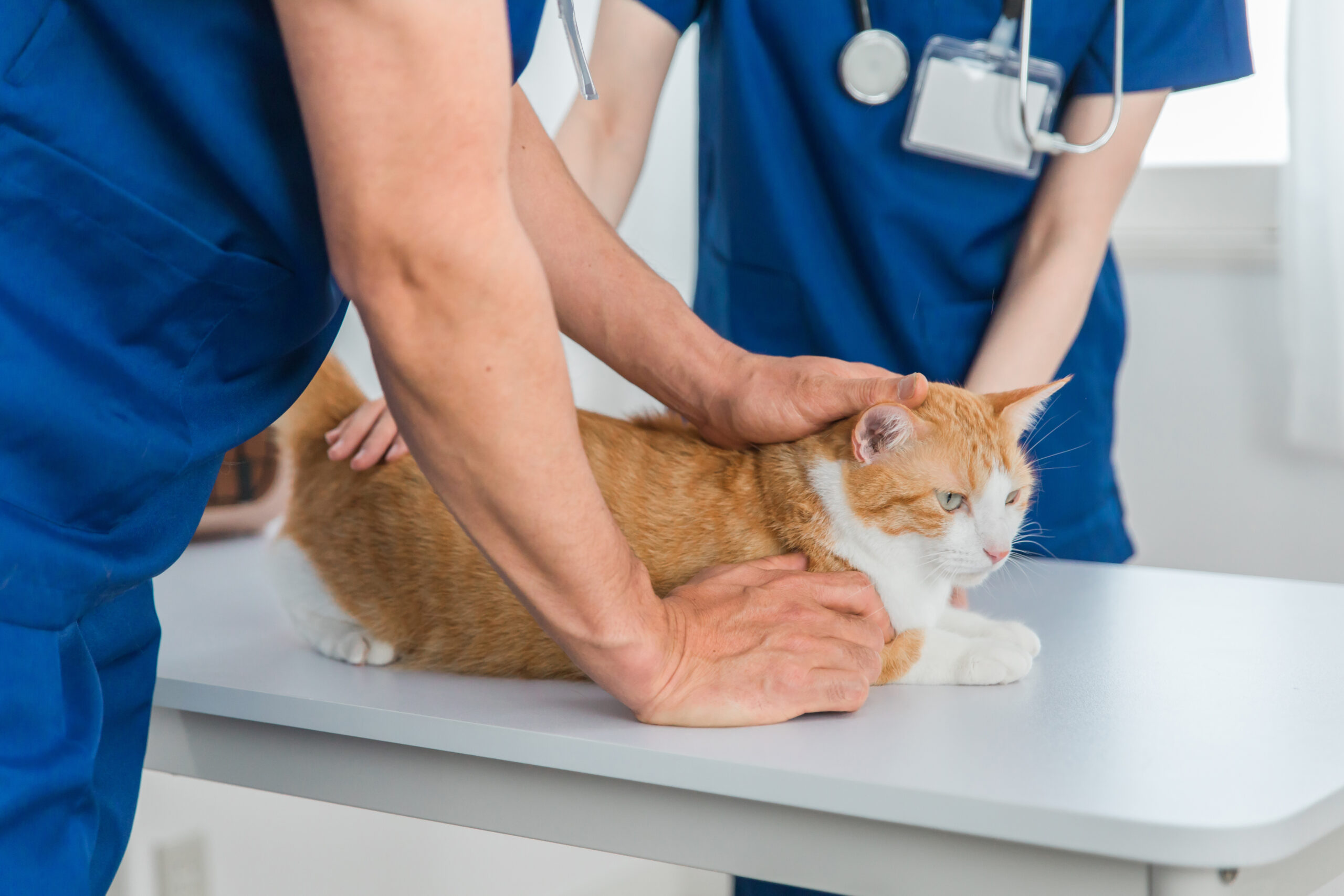 精巣腫瘍について