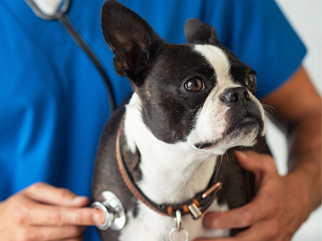 寄生虫症の症例