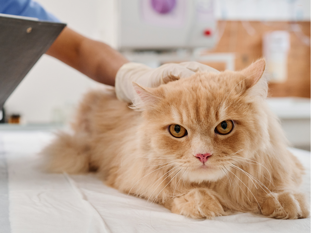 猫の皮膚病の症例