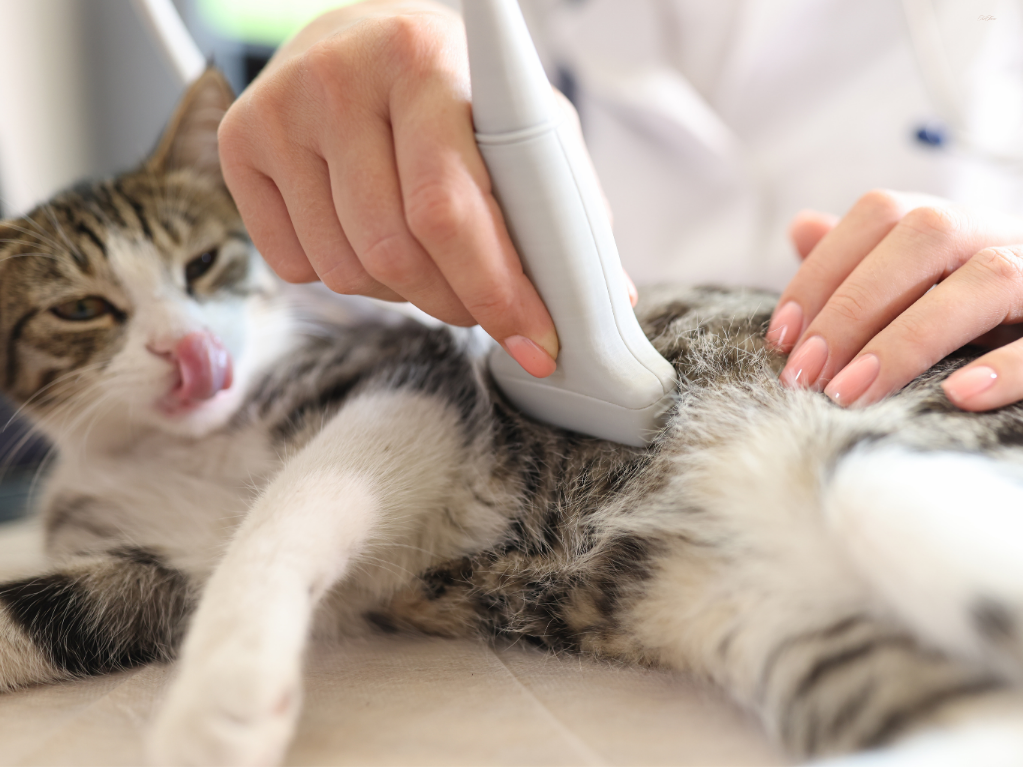 猫の便秘の症例