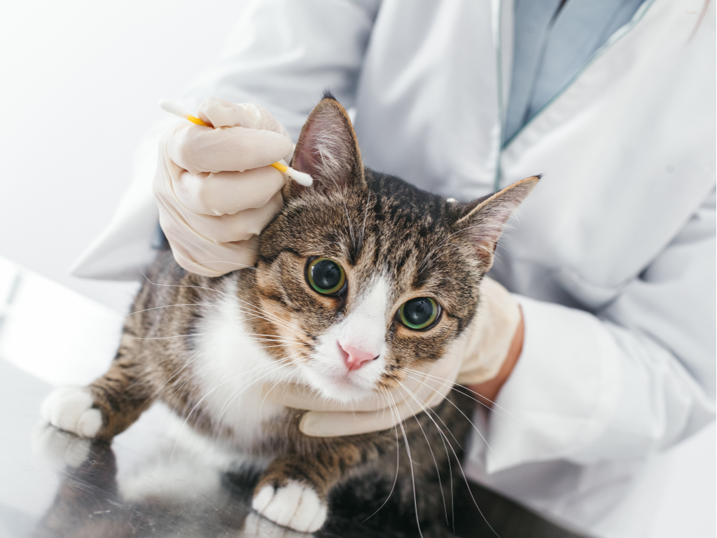 食餌アレルギーの症例