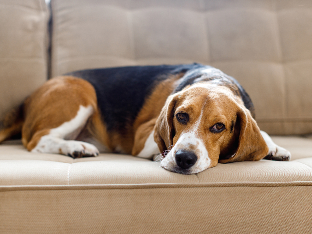 慢性腸症の症例