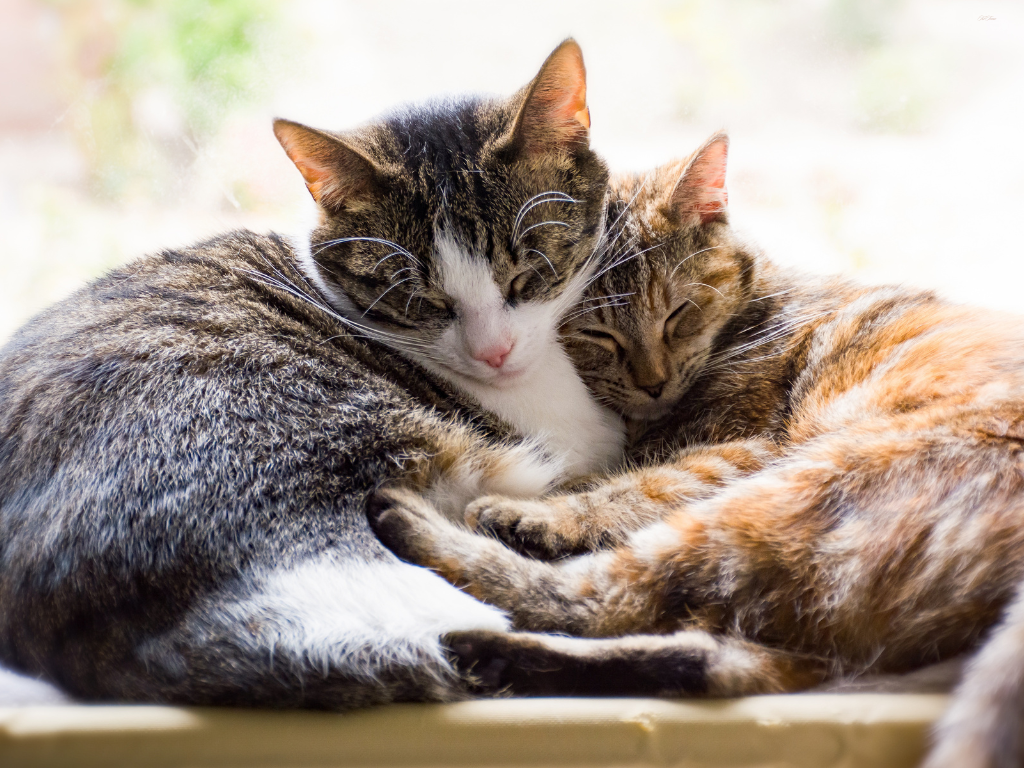 猫専門病院のコンセプト画像