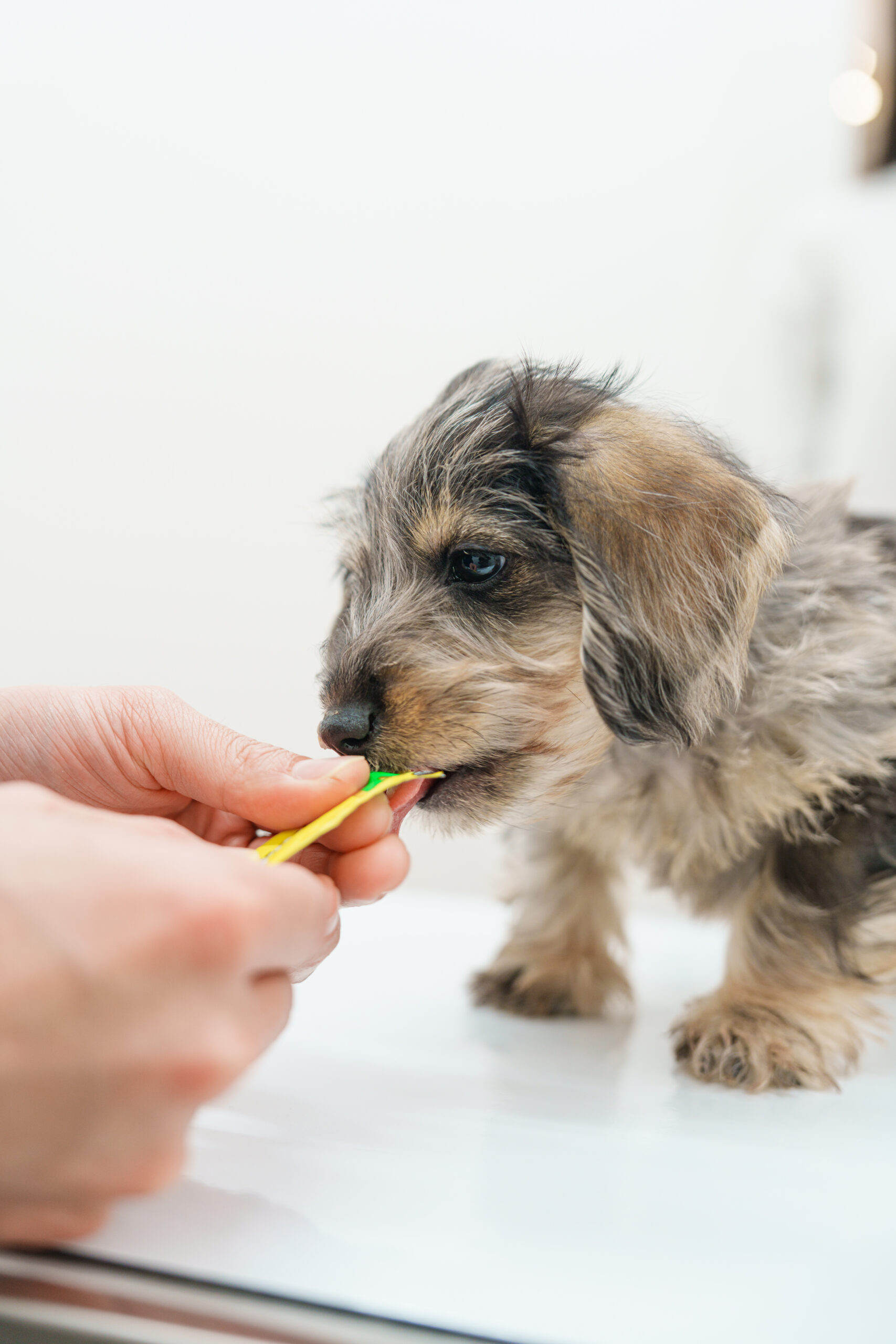 2歳での初めてのクリーニング