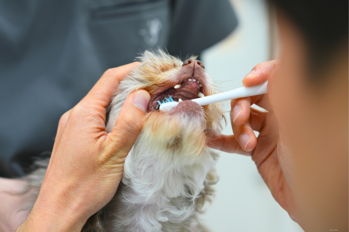 犬の歯を診察する様子